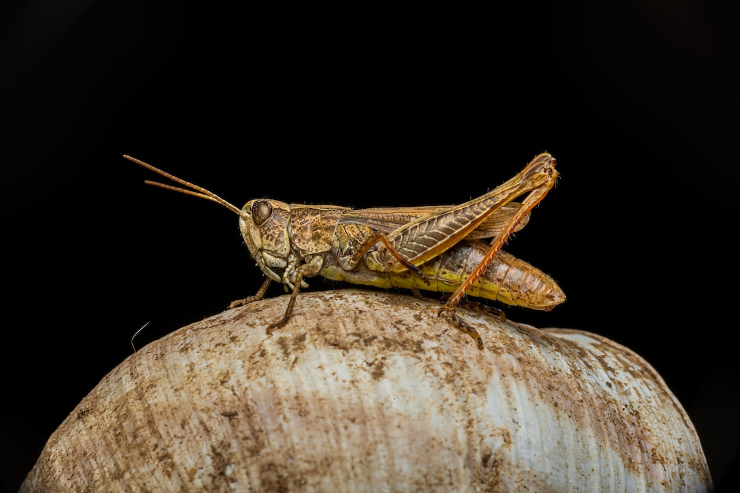 11 Tips for Getting Rid of Crickets – Remedy, DIY Pest Control