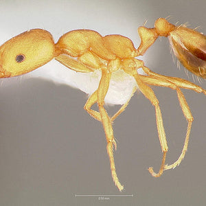Identify and Get Rid of Pharaoh Ants