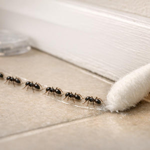 Trail Pheromones in Pest Control: Uses and Tips