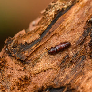 The Most Common Types of Brown Beetles in a House