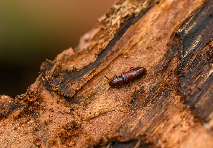 The Most Common Types of Brown Beetles in a House