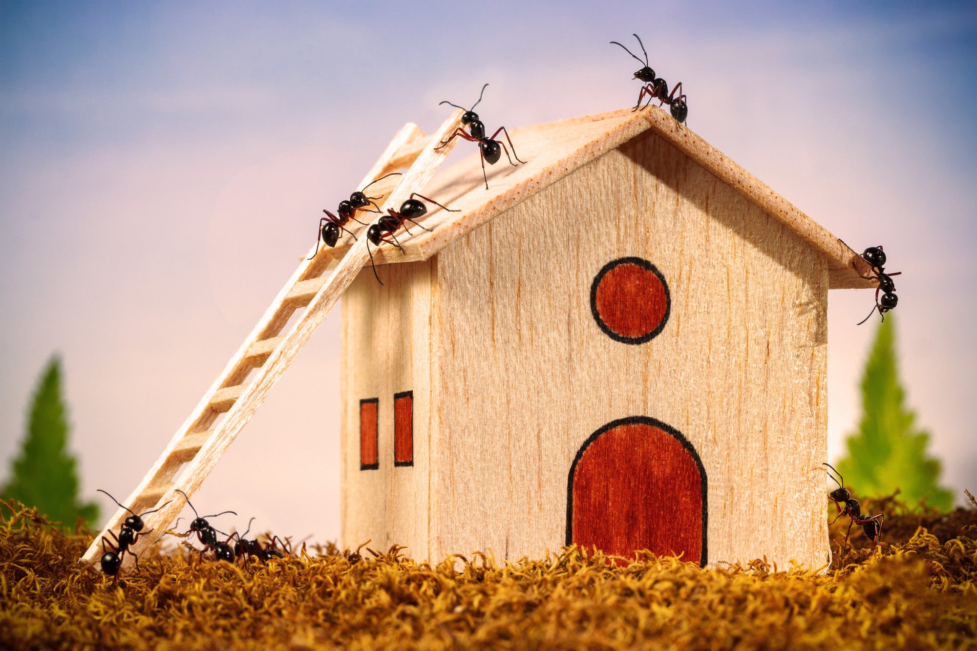Ant Invasion How to Get Rid of an Ant Infestation in Your Home – Remedy, DIY Pest ...