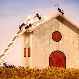 How to Get Rid of an Ant Infestation in Your Home