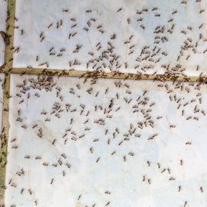 How to Stop Ants From Coming In