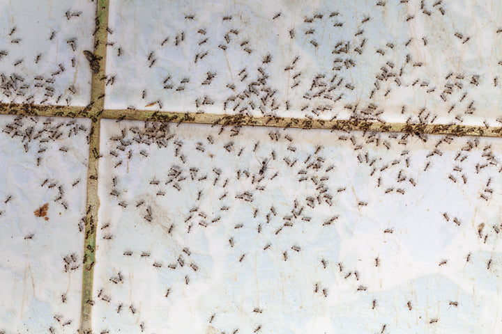 How to Stop Ants From Coming In