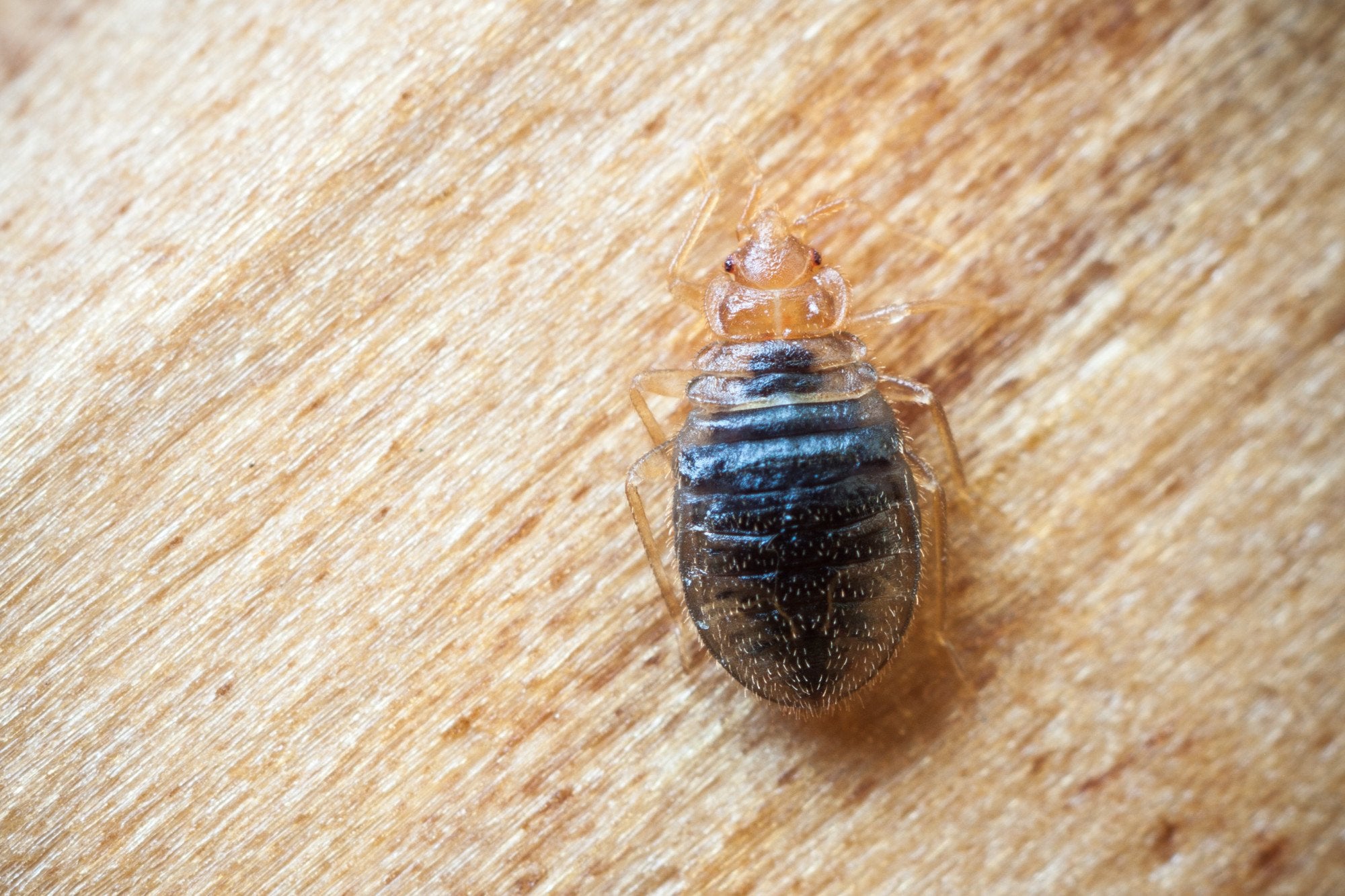 10 Tips for Preventing and Controlling Creepy Bugs