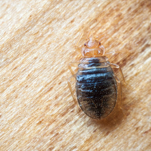 10 Tips for Preventing and Controlling Creepy Bugs