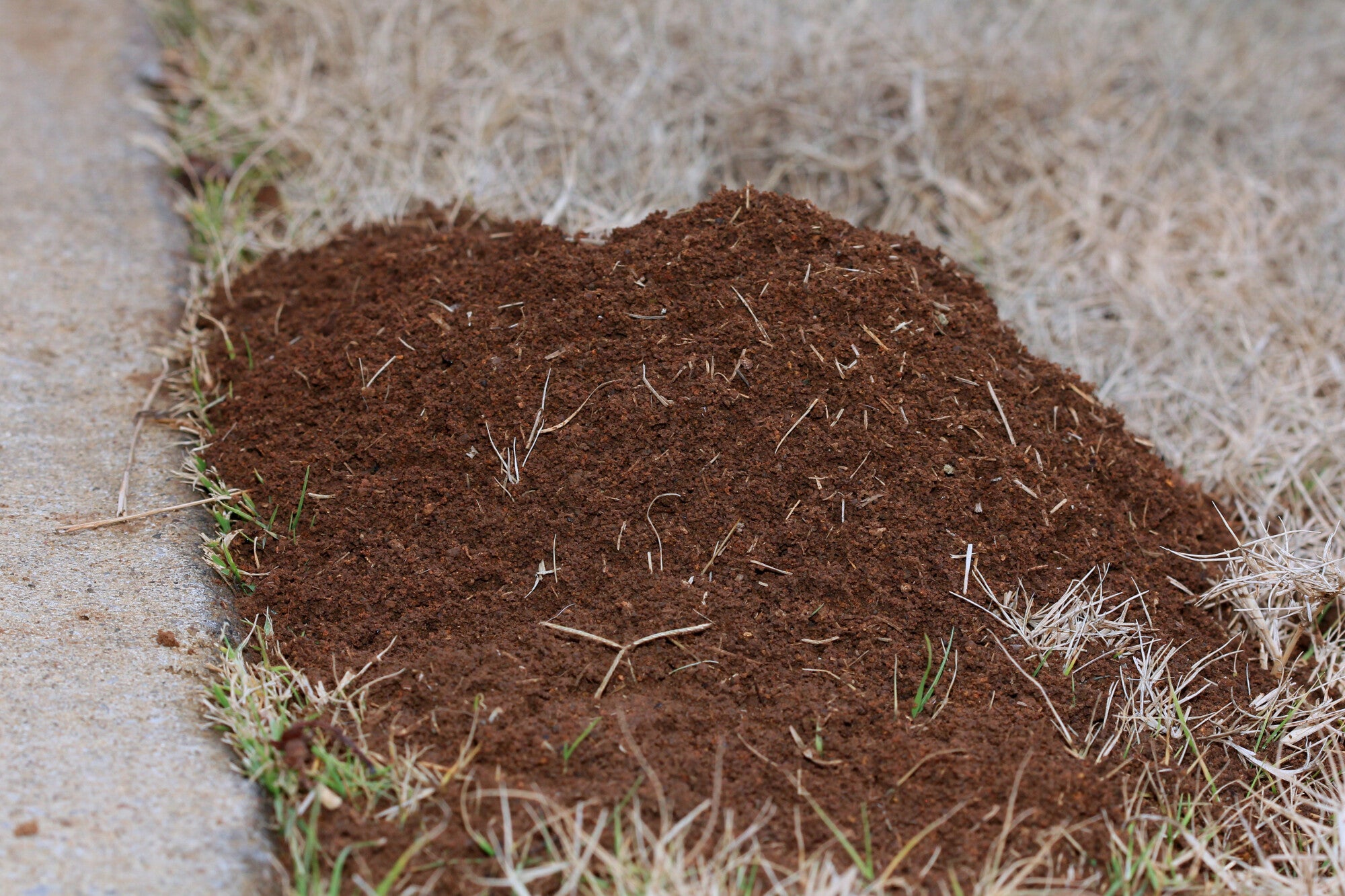 Carpenter Ant vs Black Ant: What's the Difference?