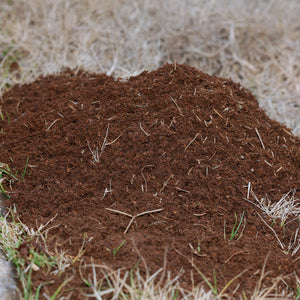 Carpenter Ant vs Black Ant: What's the Difference?