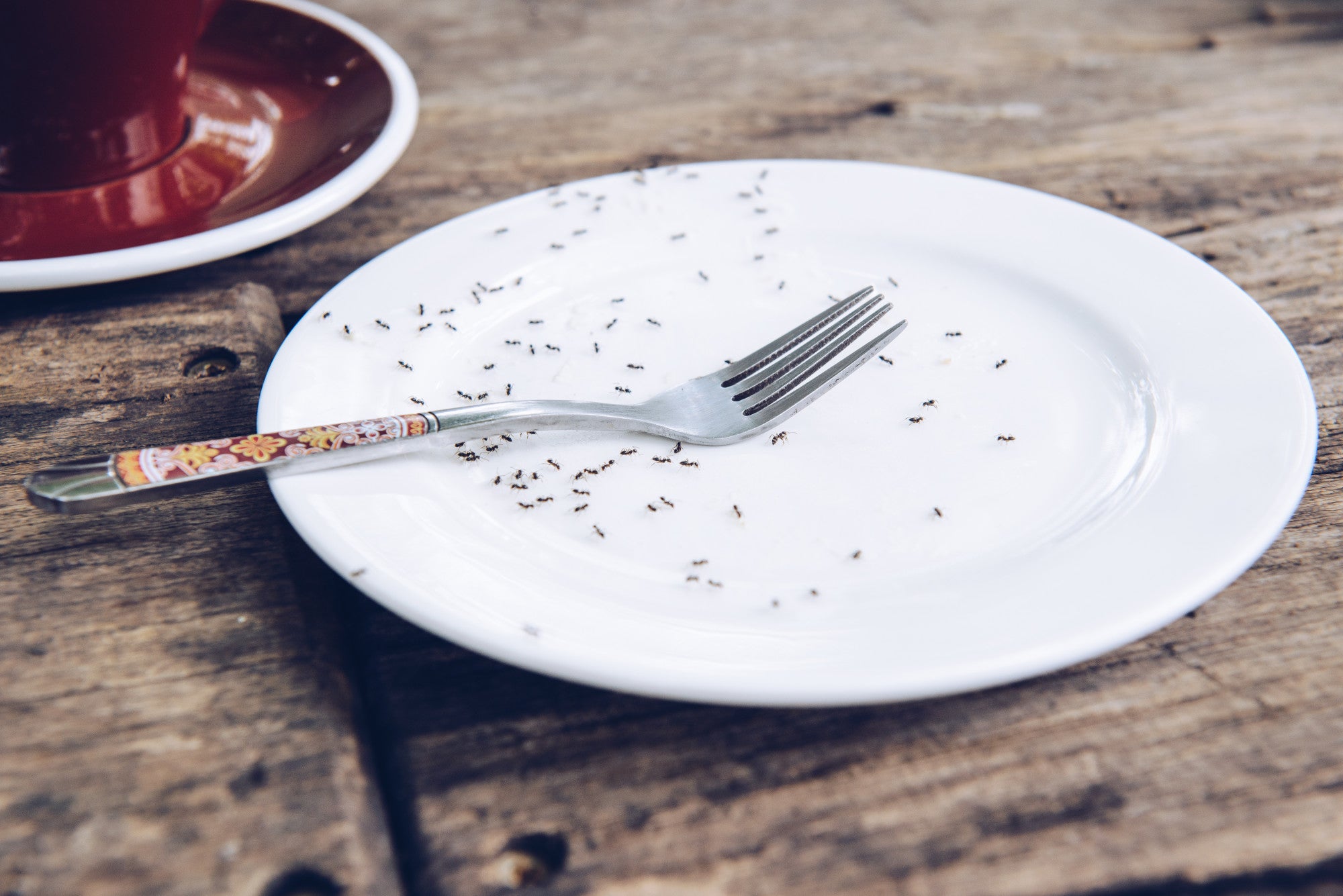 How to Prevent Tiny Ants in Kitchen