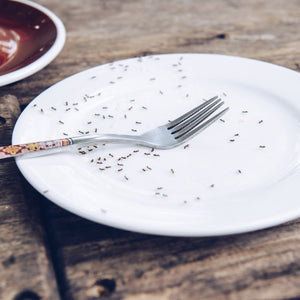 How to Prevent Tiny Ants in Kitchen