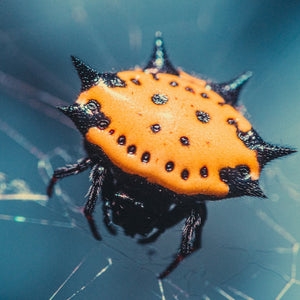 Do You Have Spiny Orb Weaver Spiders in Your House?