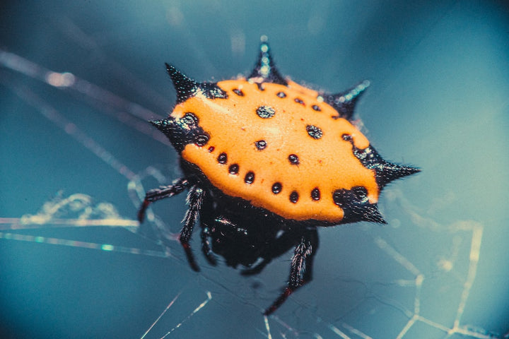 Do You Have Spiny Orb Weaver Spiders in Your House?