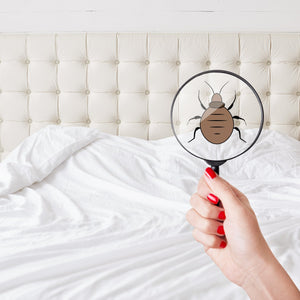 7 Different Bugs to Look Out for and How to Eliminate Them