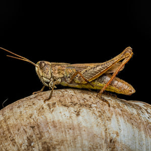 11 Tips for Getting Rid of Crickets