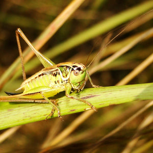 The Different Types of Crickets: A Pest Control Guide