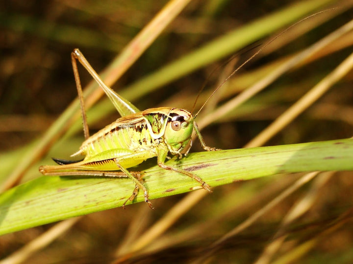 The Different Types of Crickets: A Pest Control Guide