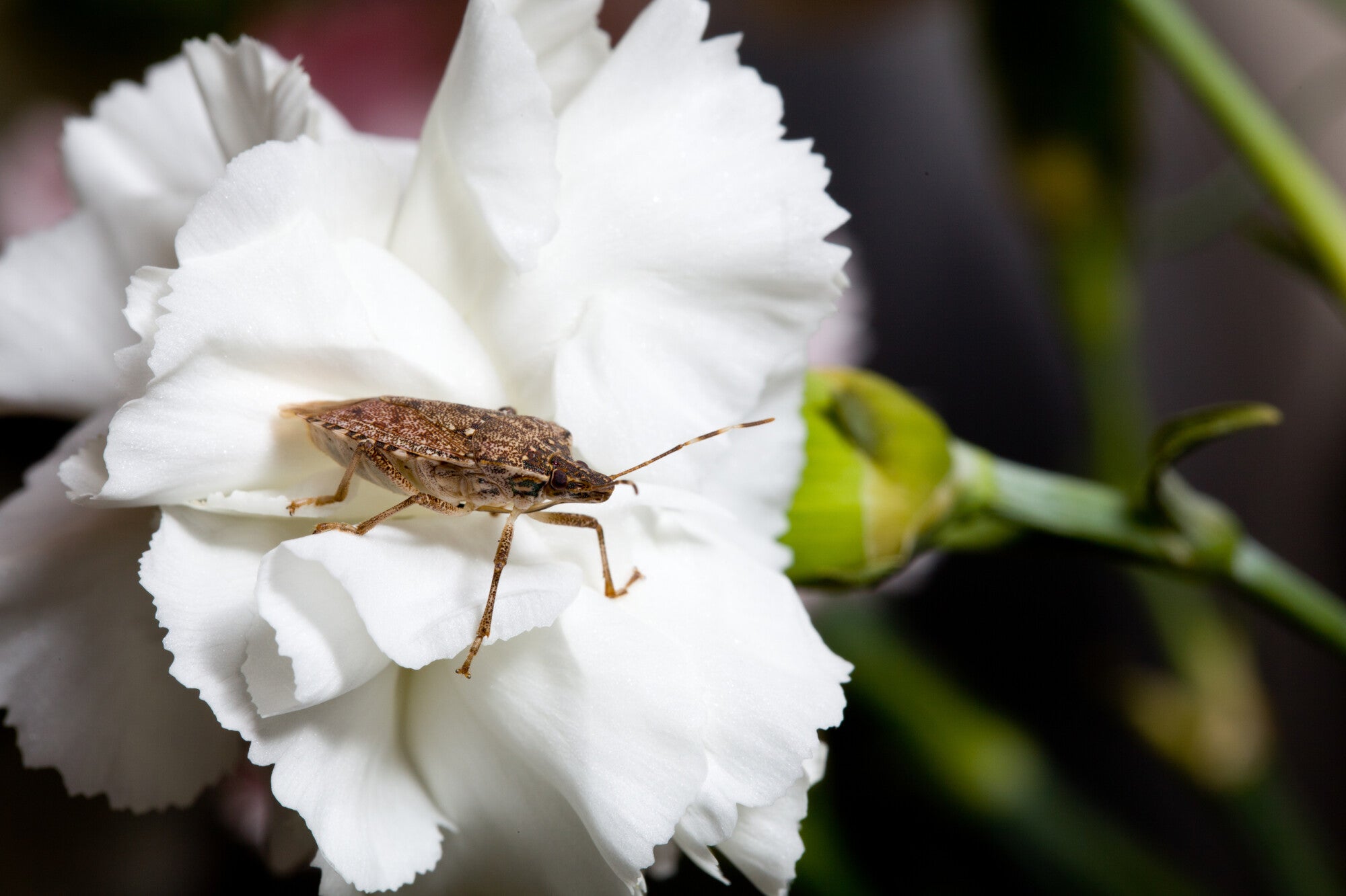 How to Get Rid of Stink Bugs