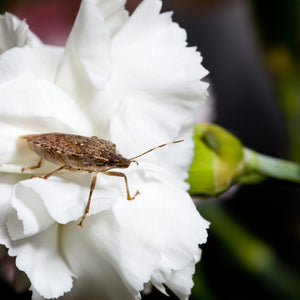 How to Get Rid of Stink Bugs