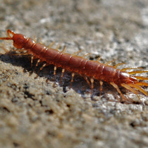 Where Do Centipedes Come From?