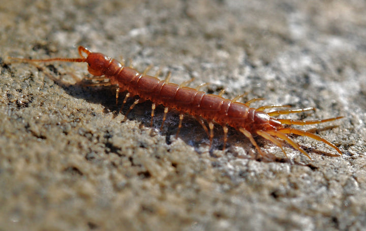 Where Do Centipedes Come From?