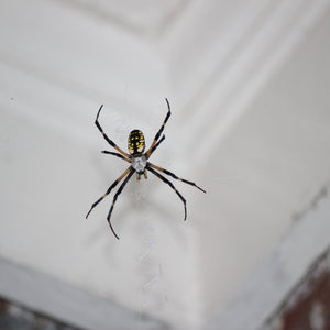 The Ultimate Guide on How to Tell if a Spider Is Poisonous