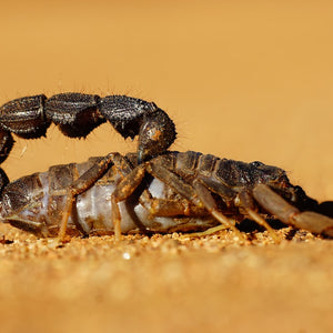 A Complete Guide on How to Prevent Scorpions From Getting in Your Bed