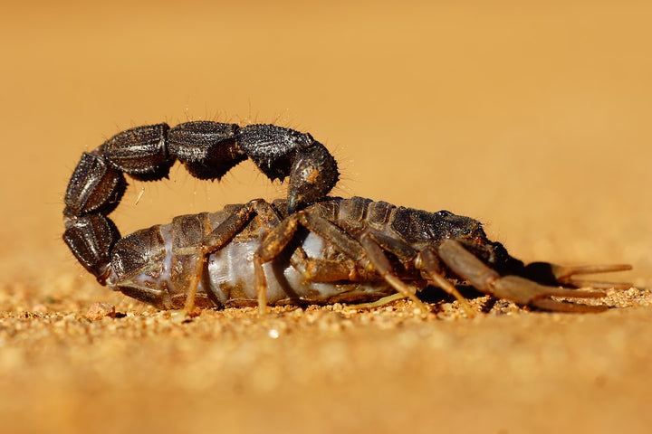A Complete Guide on How to Prevent Scorpions From Getting in Your Bed