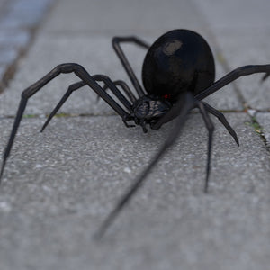 How To Identify a Black Widow Web in Your House