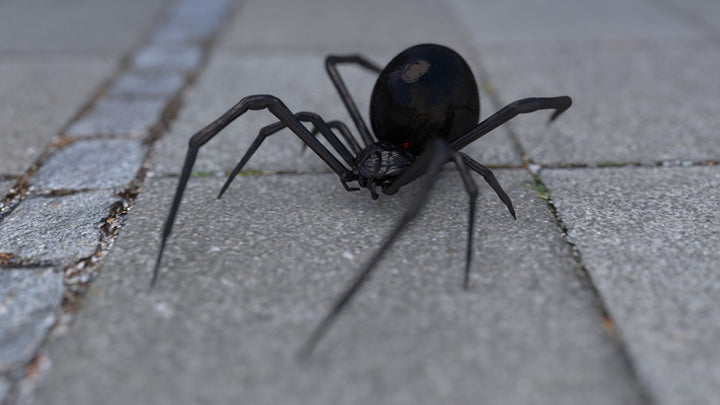 How To Identify a Black Widow Web in Your House