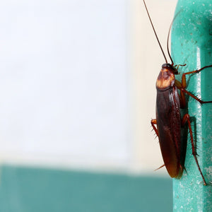 Why Do Cockroaches Suddenly Appear in the Home?