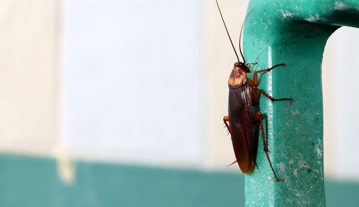 Why Do Cockroaches Suddenly Appear in the Home?
