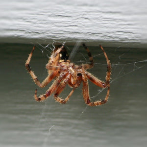 Differences Between a Brown Recluse vs. House Spider