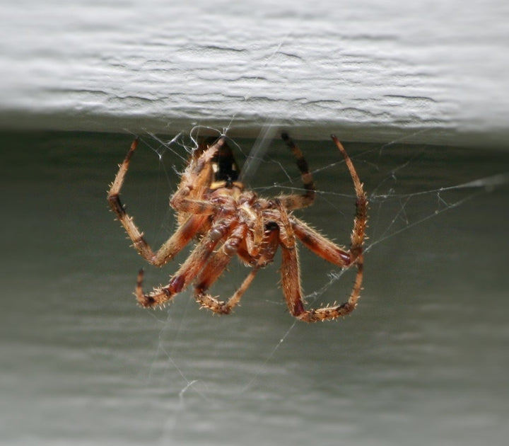 Differences Between a Brown Recluse vs. House Spider
