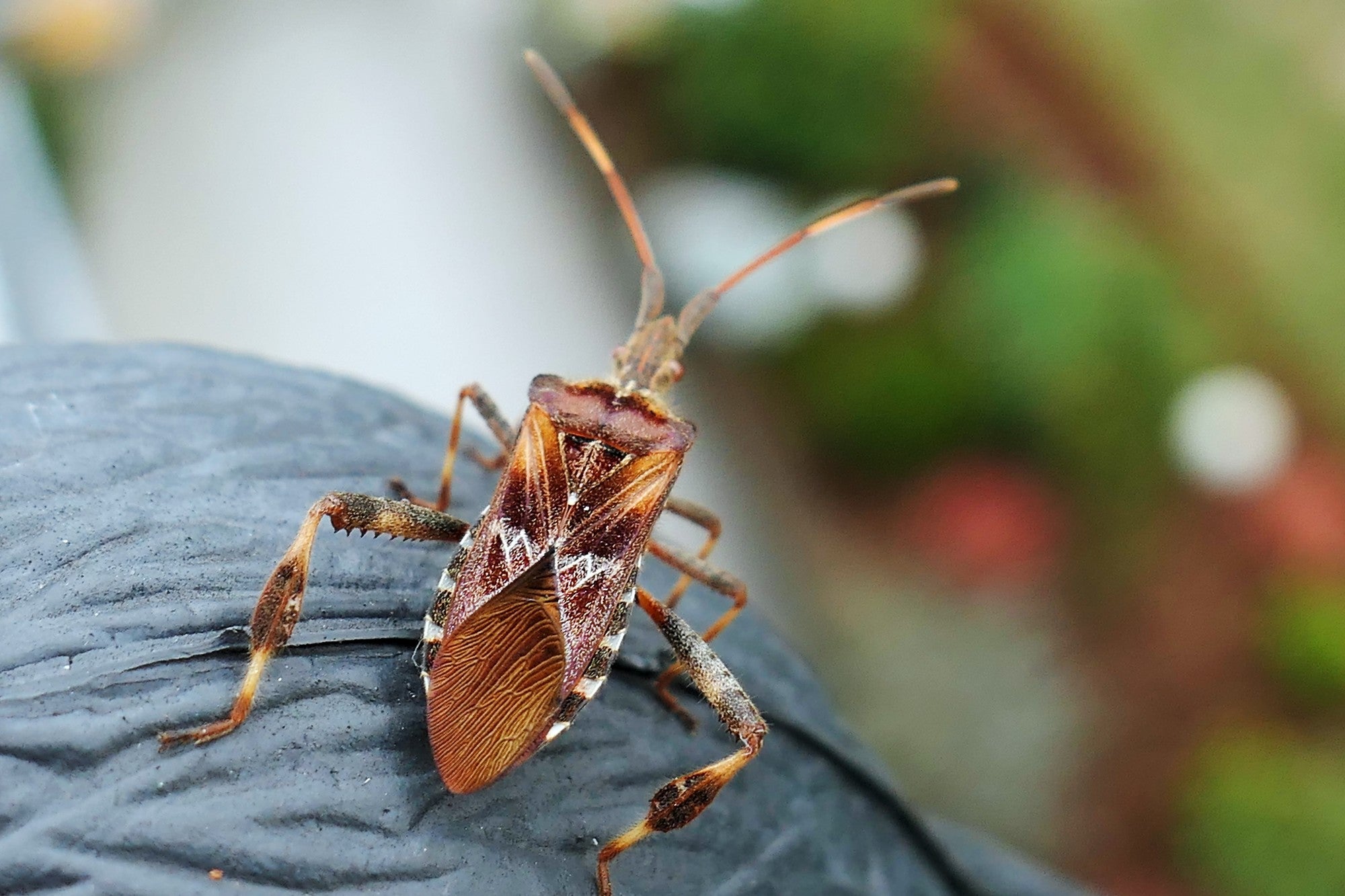 How to Get Rid of Boxelder Bugs in Your Home
