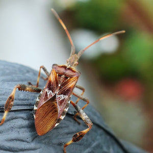 How to Get Rid of Boxelder Bugs in Your Home