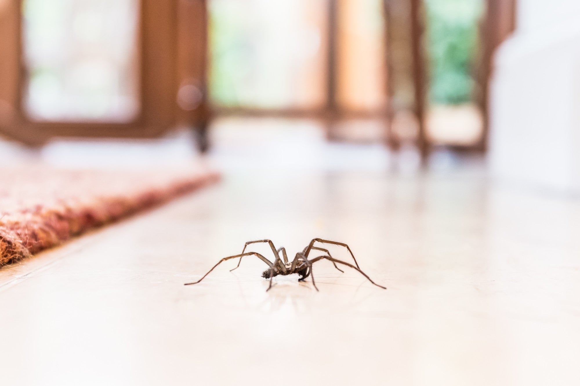 Will a Jumping Spider Bite?