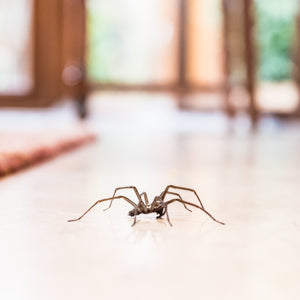 Will a Jumping Spider Bite?
