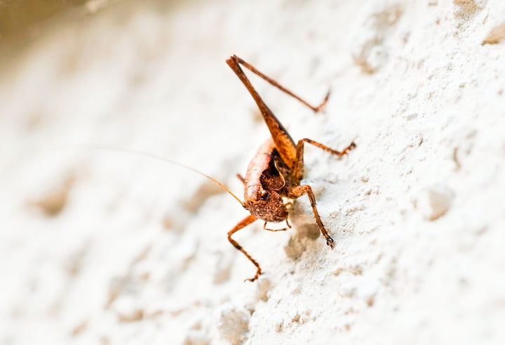 How to Get Rid of Crickets: A Guide