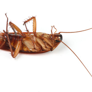 What to Do When You Have Cockroaches at Home