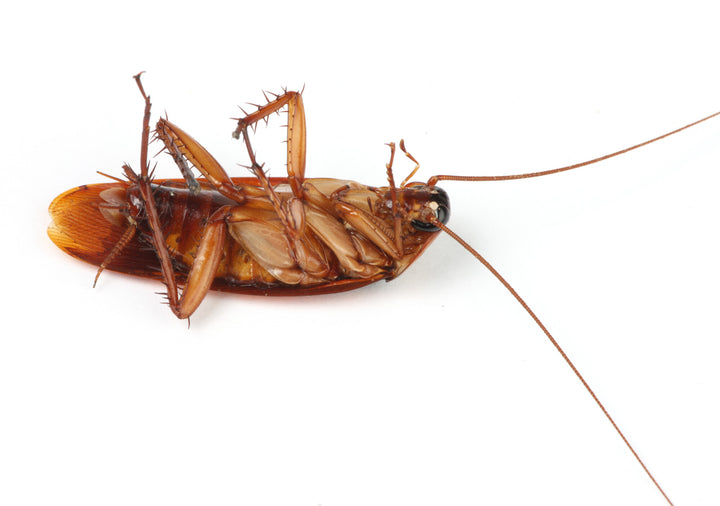 What to Do When You Have Cockroaches at Home