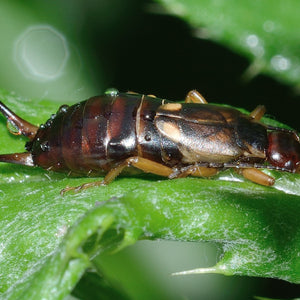 How to Identify an Earwig and How to Get Rid of Them