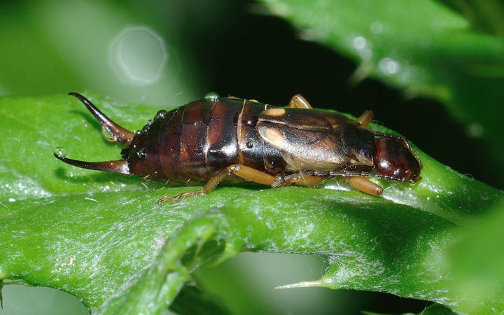 How to Identify an Earwig and How to Get Rid of Them