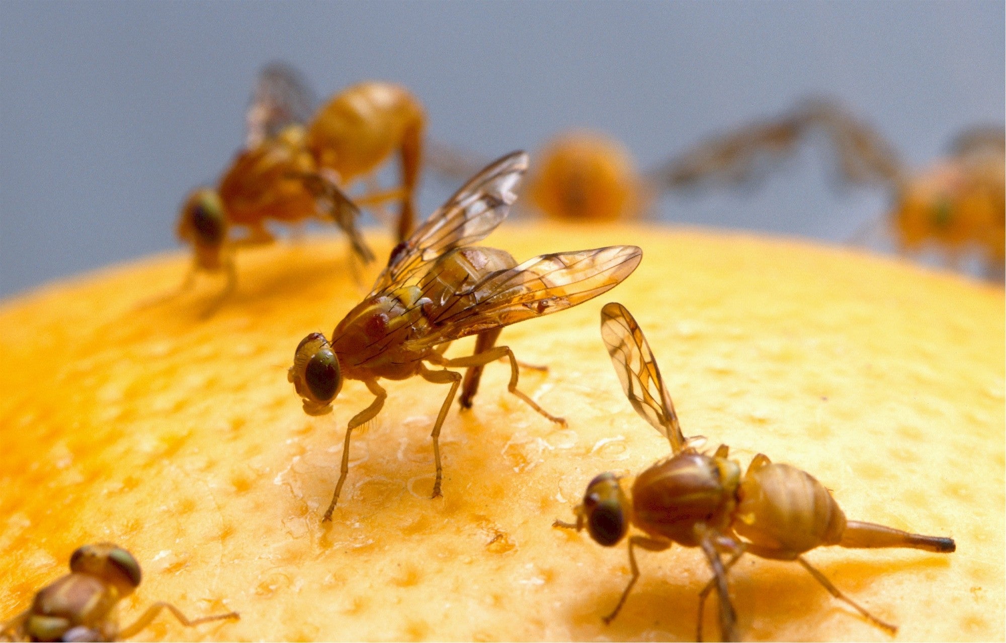 How Do Fruit Flies Appear So Suddenly in Your Home – Remedy, DIY Pest