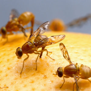 How Do Fruit Flies Appear So Suddenly in Your Home