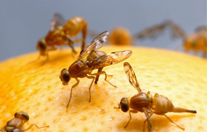 How Do Fruit Flies Appear So Suddenly in Your Home