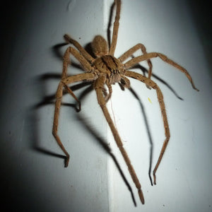 How to Get Rid of Wolf Spiders