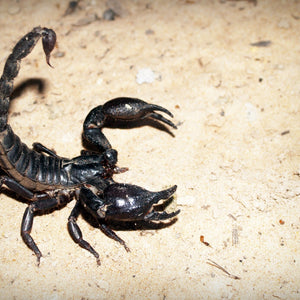 How to Get Rid of Scorpions in Your Home