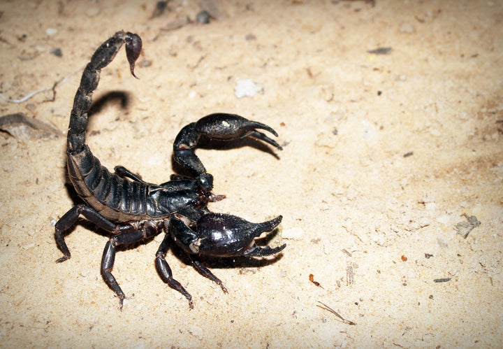 How to Get Rid of Scorpions in Your Home