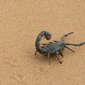 How to Handle a Scorpion Infestation Safely